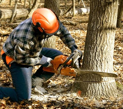 Tree Removal in Cushing, OK
